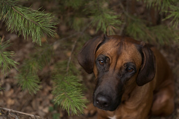 Beautiful dog rhodesian ridgeback hound outdoors on a forest background