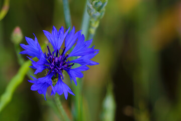 Natural beautiful garden blooming blue cornflower on a blurry background of bright flowers of a cornflower.