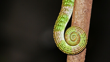 Fauna