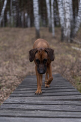 Beautiful dog rhodesian ridgeback hound outdoors on a forest background