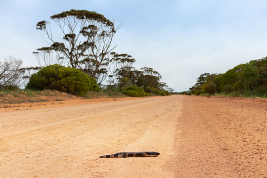 Flat lizard crossing a gravel road, unsealed road suitable for 4wd. Reptile Eastern Blue-tongued Skink (Tiliqua scincoides scincoides). Eyre peninsula, Gawler ranges national park, South Australia