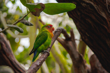 green and orange budgie on branch
