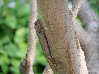 A lizard stand still on a tree.