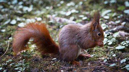 Fauna © photos4nature