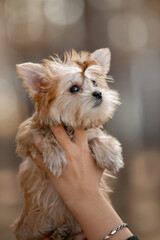 Beautiful little dog running in the forest