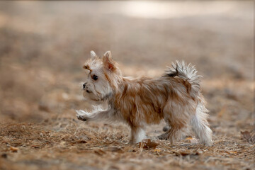 Beautiful little dog running in the forest