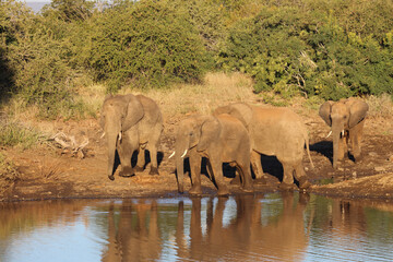 Afrikanischer Elefant / African elephant / Loxodonta africana