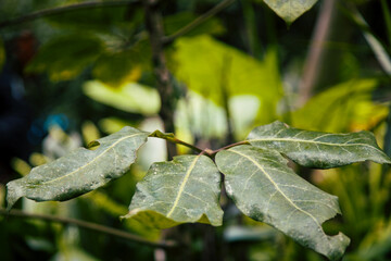 close up green leaves in green environment