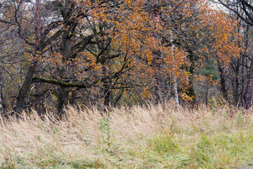 Colors of  autumn  in the wood