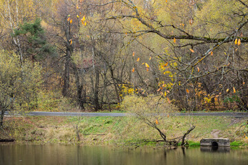 autumn landscape with deciduous forest near  the pond