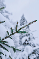 Winter in the forest with snow