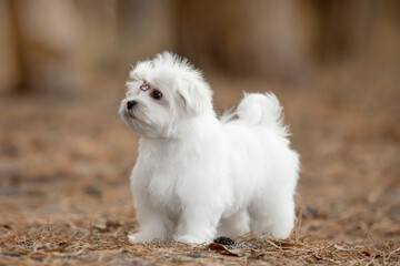 Maltese dog in the forest