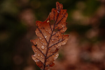 Dry fallen orange oak leaves with dew. Rain water drop on an autumn leaf close-up. Autumn nature background. Autumn composition or pattern, Czech Republic