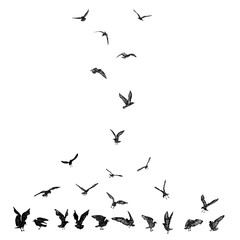 Set of black hand drawn strokes birds seagulls, flock. Drawing sketch of sea birds. On white background. Inspirational body flash tattoo ink. Vector.