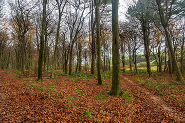 A View in Friston Forest in Sussex