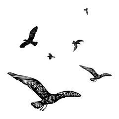 Set of black hand drawn strokes birds seagulls, flock. Drawing sketch of sea birds. On white background. Inspirational body flash tattoo ink. Vector.