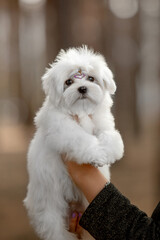 Maltese dog in the forest