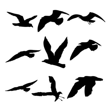 Silhouette set of flying seagulls birds on white background. Inspirational body flash tattoo ink of sea birds. Vector.