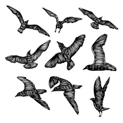 Set of birds flock, flying seagulls, hand drawn textured sketch of sea marine birds. Concept for sail or sailor lifestyle. Vector.