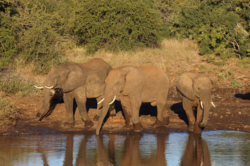 Obraz premium Afrikanischer Elefant / African elephant / Loxodonta africana