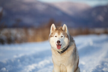 Portrait of Beautiful, free and prideful dog breed siberian husky sitting in the field in winter on mountain background