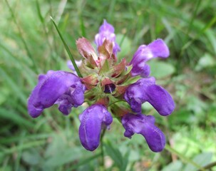 Brunelle commune (Prunella vulgaris) en fleur