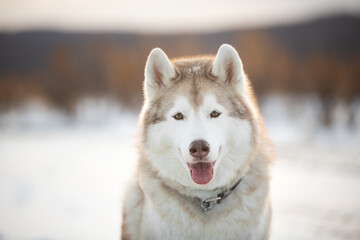 Portrait of Beautiful, free and prideful dog breed siberian husky sitting in the field in winter
