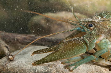 White-clawed crayfish (Austropotamobius pallipes), Apennine mountains, Italy.