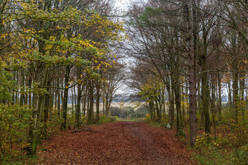 Looking along a tree lined path, in Friston Forest, Sussex