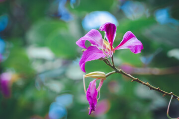 Beautiful pink flower name Purple Orchid Tree, butterfly tree, or Hawaiian orchid tree in the garden.