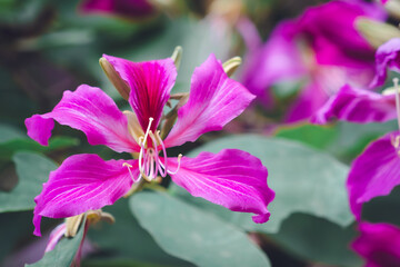 Fototapeta premium Beautiful pink flower name Purple Orchid Tree, butterfly tree, or Hawaiian orchid tree in the garden.