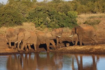 Afrikanischer Elefant / African elephant / Loxodonta africana