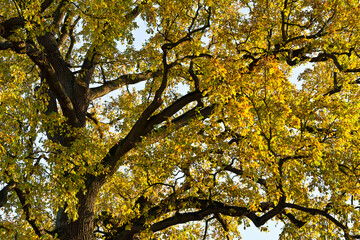 Autumn leaves on a big old oak