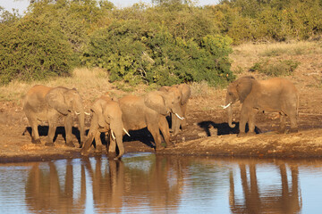 Obraz premium Afrikanischer Elefant / African elephant / Loxodonta africana