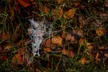 Close up of a spiders white cobweb covered with frost and ice crystals against a brown background in the countryside, Frozen spider web on grass in a woods in cold day, Frozen nature