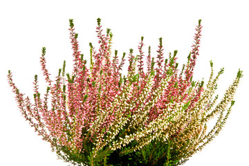 Blooming heather isolated on white