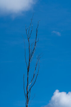A dried branch structure of a melaleuca paper bark tree on a fine clear morning in early winter is silhoeutted against the blue sky.