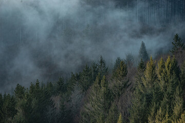 Schwarzwald im Nebel Schauinsland