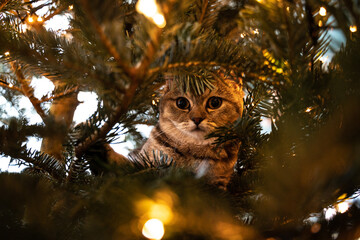 young cat with big beautiful eyes sits on a Christmas tree - 396154688