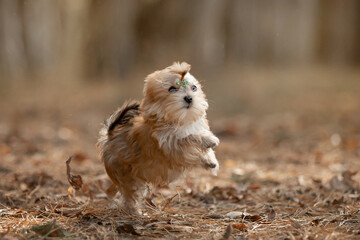 Beautiful little dog running in the forest