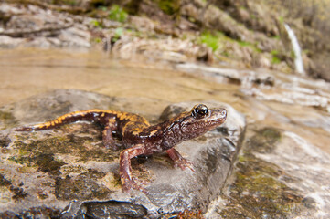 North-west italian cave salamander (Hydromantes strinatii) in its habitat, Liguria, Italy.