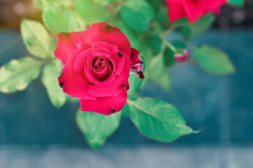 pink rose with sunlight, flower background 