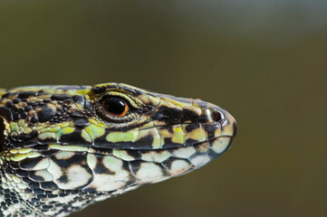 Common wall lizard (Podarcis muralis) male portrait, Liguria, Italy.