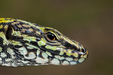 Common wall lizard (Podarcis muralis) male portrait, Liguria, Italy.