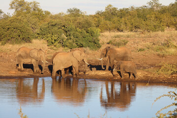Obraz premium Afrikanischer Elefant / African elephant / Loxodonta africana.