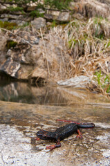 Northern spectacled salamander (Salamandrina perspicillata) in its habitat, Liguria, Italy.