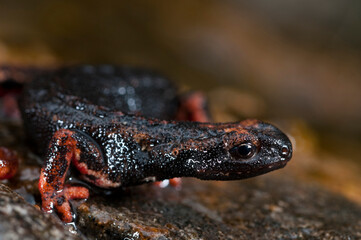 Northern spectacled salamander (Salamandrina perspicillata), Liguria, Italy.