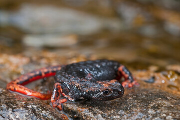 Northern spectacled salamander (Salamandrina perspicillata), Liguria, Italy.