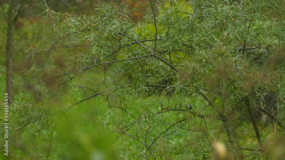Poster small birds jumping from branch to branch between the grass on a cloudy day. steady shot