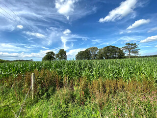 Obraz premium Fresh crops, set against a blue sky in, Bolton by Bowland, Clitheroe, UK